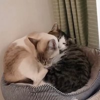 猫ベッドで寝る2匹の猫