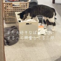 ケースの中を見る猫