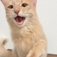 口を開けてお手をしている猫