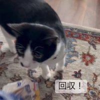 食パンを見つめている猫のアップ「回収！」
