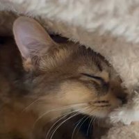 飼い主が着ている着る毛布の中に入っている猫