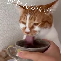 正面を向いたまま水を飲む猫