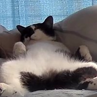 足を広げて眠る猫