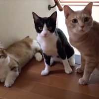 飼い主を見つめる3頭の猫