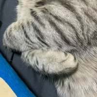 握りしめた猫の前足