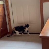 ドアの前を歩く猫