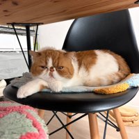 椅子の上でまどろむ猫