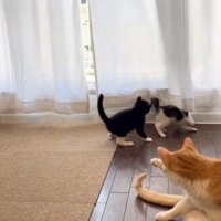 遊んでいる2匹の子猫と毛繕いする猫