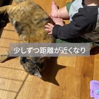 窓際で眠る猫の隣に座る赤ちゃん