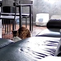 布団をくわえる猫