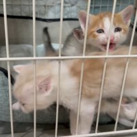 なく猫