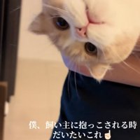 「僕、飼い主に抱っこされる時...」のテロップ写真