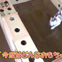 ミニほうきを追いかける猫