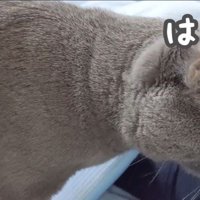 はっとするハムちゃん