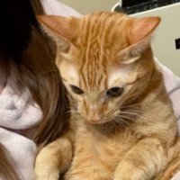 抱かれている猫