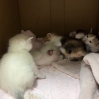 箱の中にいる子猫たち