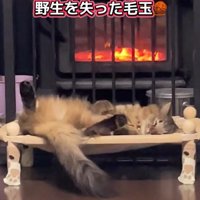 ストーブの火にあたって眠る猫