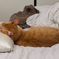 枕にあごを乗せる茶トラ