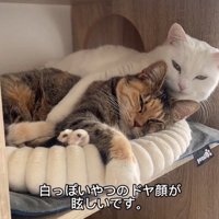 ドヤ顔の猫
