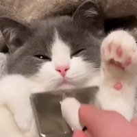 目を細める子猫