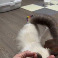 手のひらの上におやつを乗せた人と歩いている猫