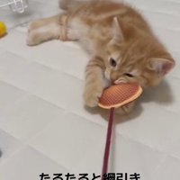 生後2ヶ月のおもちゃで遊ぶ猫さん
