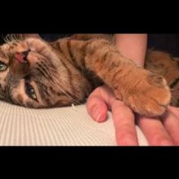 横になり人の手に前足をのせる猫