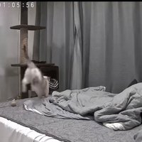 飼い主がくつろぐベッドの上を駆ける猫