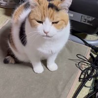 暖かそうな表情のミケちゃん