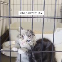 ケージの隙間に顔をねじ込むキジトラ猫