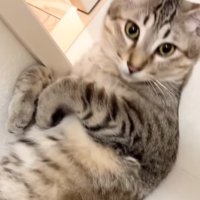 目を覚ます猫