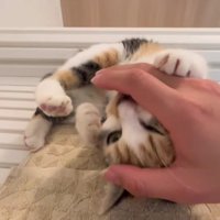 甘えている子猫