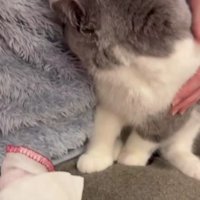 飼い主に顔をうずめる猫