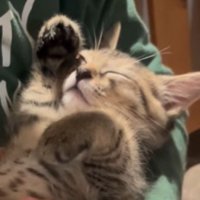 男の子に抱っこされて眠る子猫