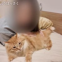 布団の上で人間に甘える猫