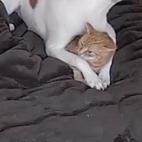 抱きしめられていた猫