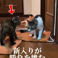 先輩猫を見る子猫