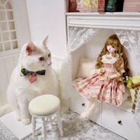 ドール部屋にいる猫