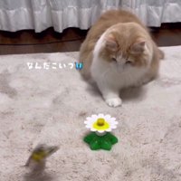 おもちゃで遊ぶ猫
