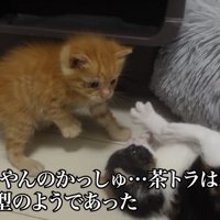 じゃれ合う2匹の子猫の写真2