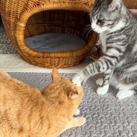 左前足の手のひらで茶トラ猫を触るサバ白猫