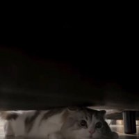 ソファの下で止まる猫