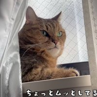 窓の桟で寛ぐ猫（ちょっとムッとしてるｗ）
