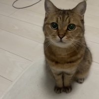 見上げるみにらくん