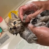 保護当時のタロちゃん