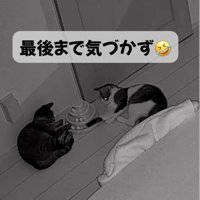 前足でボールを止め続けるキジトラ猫