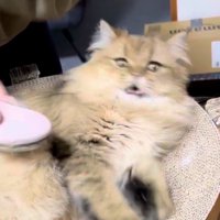 逃げようとしてぶれる猫