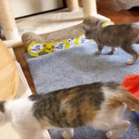 お部屋の中を歩くふたり