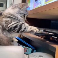 手で押さえる猫