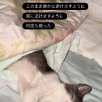 横に倒れて眠る子猫